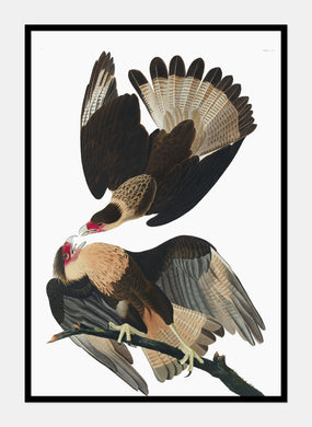 brasiliansk caracara  |  JOHN JAMES AUDUBON - decoARTE