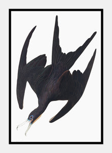 fregatpelikan  |  JOHN JAMES AUDUBON - decoARTE