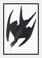 fregatpelikan  |  JOHN JAMES AUDUBON - decoARTE