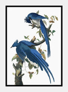 blå skovskade  |  JOHN JAMES AUDUBON - decoARTE