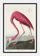 Indlæs billede til gallerivisning pink flamingo  |  JOHN JAMES AUDUBON - decoARTE
