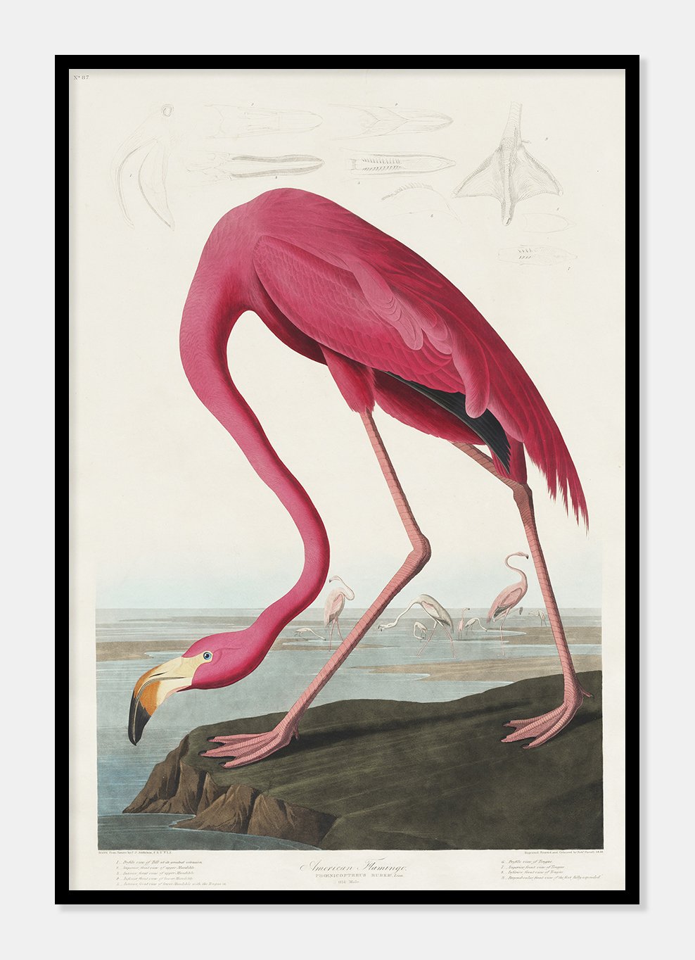 pink flamingo  |  JOHN JAMES AUDUBON - decoARTE