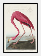 pink flamingo  |  JOHN JAMES AUDUBON - decoARTE