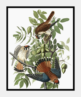 amerikansk spurvehøg  |  JOHN JAMES AUDUBON - decoARTE