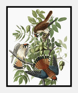 amerikansk spurvehøg  |  JOHN JAMES AUDUBON - decoARTE