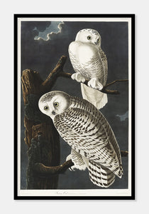 sneugler  |  JOHN JAMES AUDUBON - decoARTE