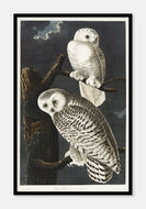 sneugler  |  JOHN JAMES AUDUBON - decoARTE