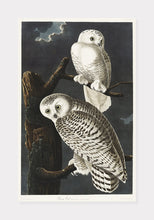 Indlæs billede til gallerivisning sneugler  |  JOHN JAMES AUDUBON - decoARTE
