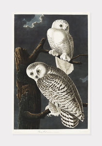 sneugler  |  JOHN JAMES AUDUBON - decoARTE