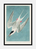 rosenterne  |  JOHN JAMES AUDUBON - decoARTE
