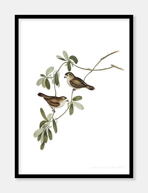 xerophila  |  ELIZABETH GOULD - decoARTE