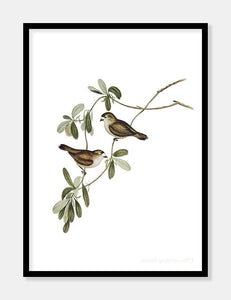 xerophila  |  ELIZABETH GOULD - decoARTE