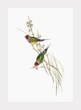 Indlæs billede til gallerivisning smuk græsfinke  |  ELIZABETH GOULD - decoARTE
