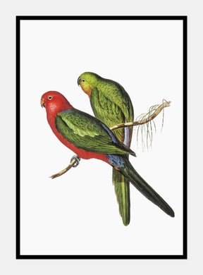 australske kongeparakitter  |  ELIZABETH GOULD - decoARTE