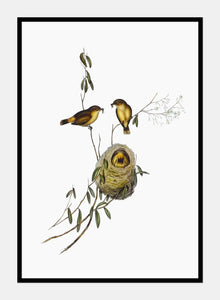 acanthiza  |  ELIZABETH GOULD - decoARTE