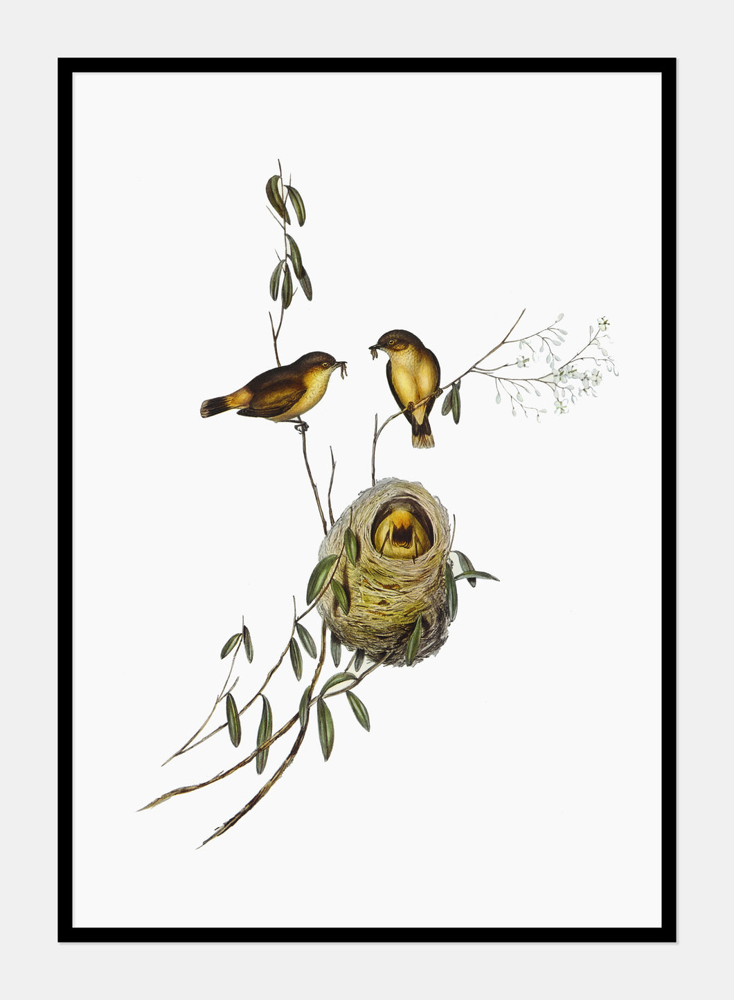 acanthiza  |  ELIZABETH GOULD - decoARTE