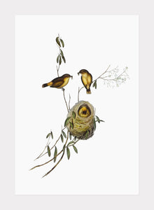 acanthiza  |  ELIZABETH GOULD - decoARTE