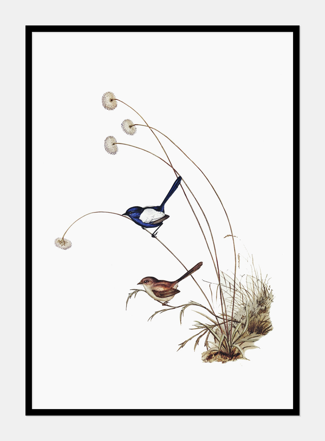 hvidvinget alfesmutte  |  ELIZABETH GOULD - decoARTE