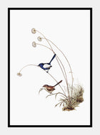 hvidvinget alfesmutte  |  ELIZABETH GOULD - decoARTE