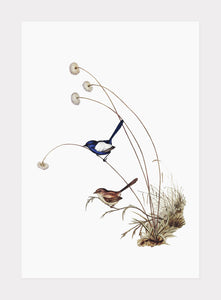 hvidvinget alfesmutte  |  ELIZABETH GOULD - decoARTE