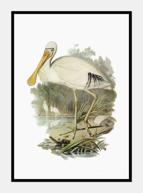 gulnæbbet skestork  |  ELIZABETH GOULD - decoARTE