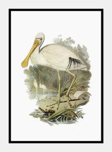 gulnæbbet skestork  |  ELIZABETH GOULD - decoARTE