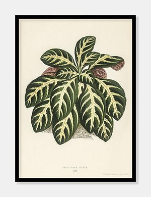eranthemum igneum  |  BENJAMIN FAWCETT  |  DECOARTE - decoARTE
