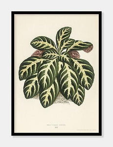 eranthemum igneum  |  BENJAMIN FAWCETT  |  DECOARTE - decoARTE