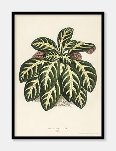 eranthemum igneum  |  BENJAMIN FAWCETT  |  DECOARTE - decoARTE