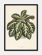 eranthemum igneum  |  BENJAMIN FAWCETT  |  DECOARTE - decoARTE