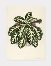Indlæs billede til gallerivisning eranthemum igneum  |  BENJAMIN FAWCETT  |  DECOARTE - decoARTE
