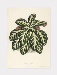 eranthemum igneum  |  BENJAMIN FAWCETT  |  DECOARTE - decoARTE
