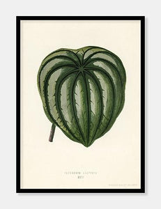 pepper elder  |  BENJAMIN FAWCETT  |  DECOARTE - decoARTE