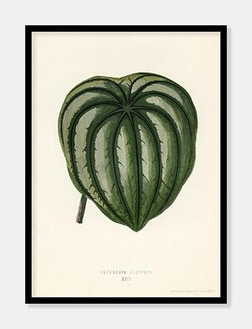 pepper elder  |  BENJAMIN FAWCETT  |  DECOARTE - decoARTE