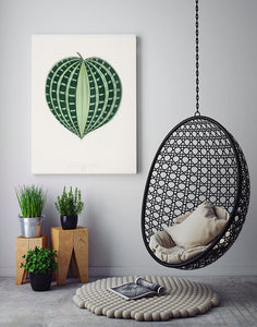 seersucker plant  |  BENJAMIN FAWCETT  |  DECOARTE - decoARTE
