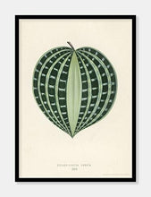 Indlæs billede til gallerivisning seersucker plant  |  BENJAMIN FAWCETT  |  DECOARTE - decoARTE
