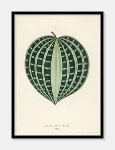 seersucker plant  |  BENJAMIN FAWCETT  |  DECOARTE - decoARTE