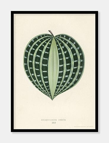 seersucker plant  |  BENJAMIN FAWCETT  |  DECOARTE - decoARTE