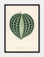 seersucker plant  |  BENJAMIN FAWCETT  |  DECOARTE - decoARTE
