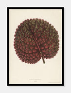 gesnera exoniensis  |  BENJAMIN FAWCETT  |  DECOARTE - decoARTE