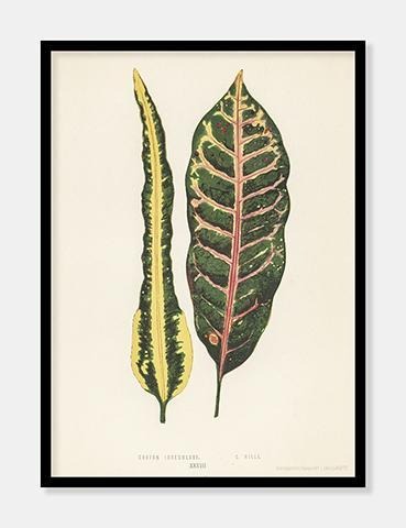croton irregulare  |  BENJAMIN FAWCETT  |  DECOARTE - decoARTE