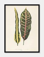 croton irregulare  |  BENJAMIN FAWCETT  |  DECOARTE - decoARTE