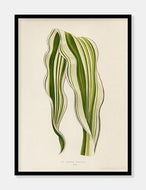 stribet majs  |  BENJAMIN FAWCETT  |  DECOARTE - decoARTE