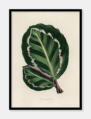 rose painted calathea  |  BENJAMIN FAWCETT  |  DECOARTE - decoARTE