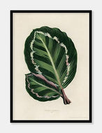 rose painted calathea  |  BENJAMIN FAWCETT  |  DECOARTE - decoARTE