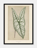 heart of jesus  |  BENJAMIN FAWCETT  |  DECOARTE - decoARTE