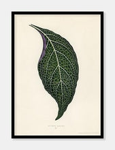 Indlæs billede til gallerivisning adelaster albivenis  |  BENJAMIN FAWCETT  |  DECOARTE - decoARTE
