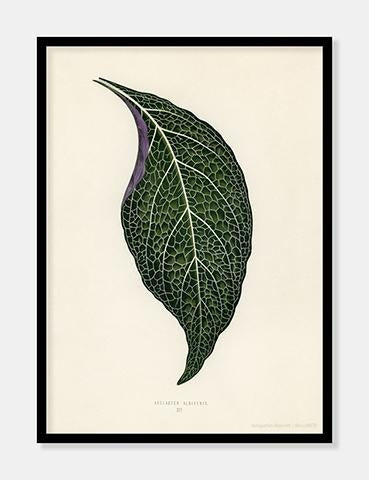 adelaster albivenis  |  BENJAMIN FAWCETT  |  DECOARTE - decoARTE