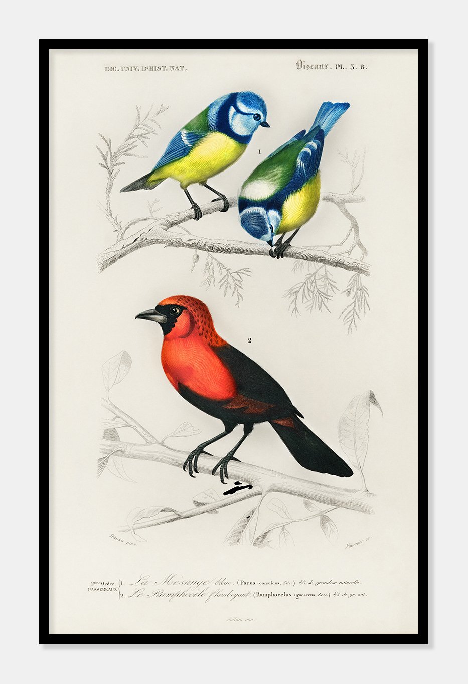 blandede fugle  |  CHARLES DESSALINES D'ORBIGNY - decoARTE