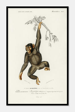 chimpanze  |  CHARLES DESSALINES D'ORBIGNY - decoARTE